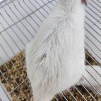 肾阳虚大鼠模型