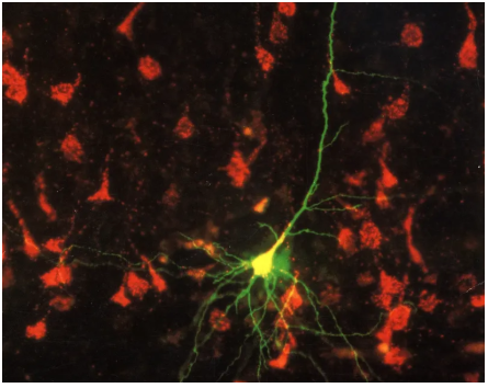 Lumafluor品牌介绍和产品选择指南