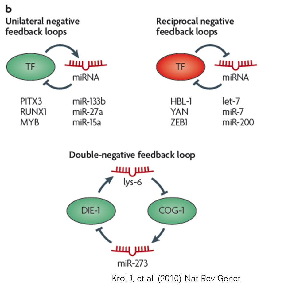 国自然申请书中的科学假设