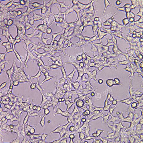 AKAP7基因敲除细胞(HEK293)