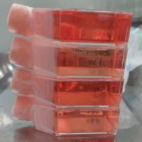 人卵巢癌细胞株COC1(STR鉴定正确)