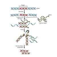 人全外显子测序