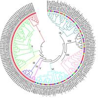 小基因组/病毒基因组测序