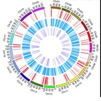 动植物基因组重测序