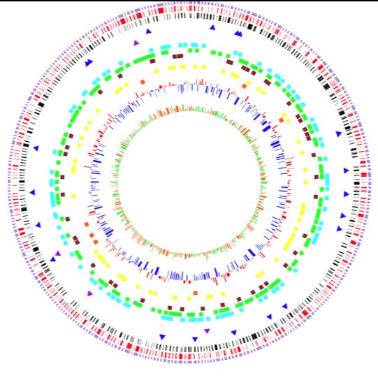 微生物基因组组装