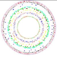 微生物基因组组装