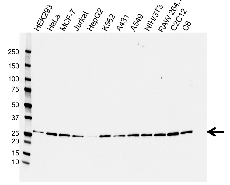 鼠抗14-3-3 Beta/Alpha单克隆抗体