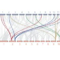 动植物基因组组装