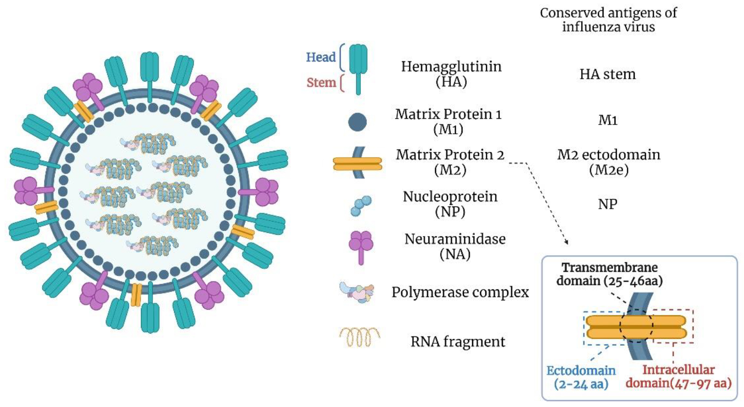 蛋白结构：解锁病毒疫苗研发的密码