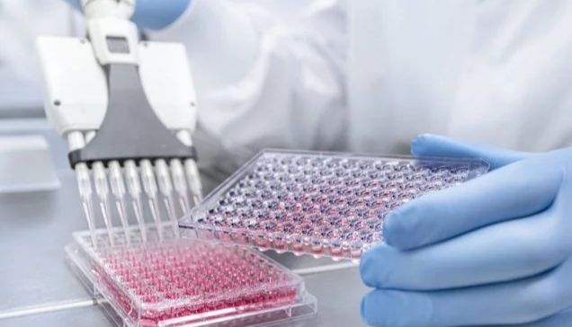 高通量细胞迁移实验方案：从原理到分析