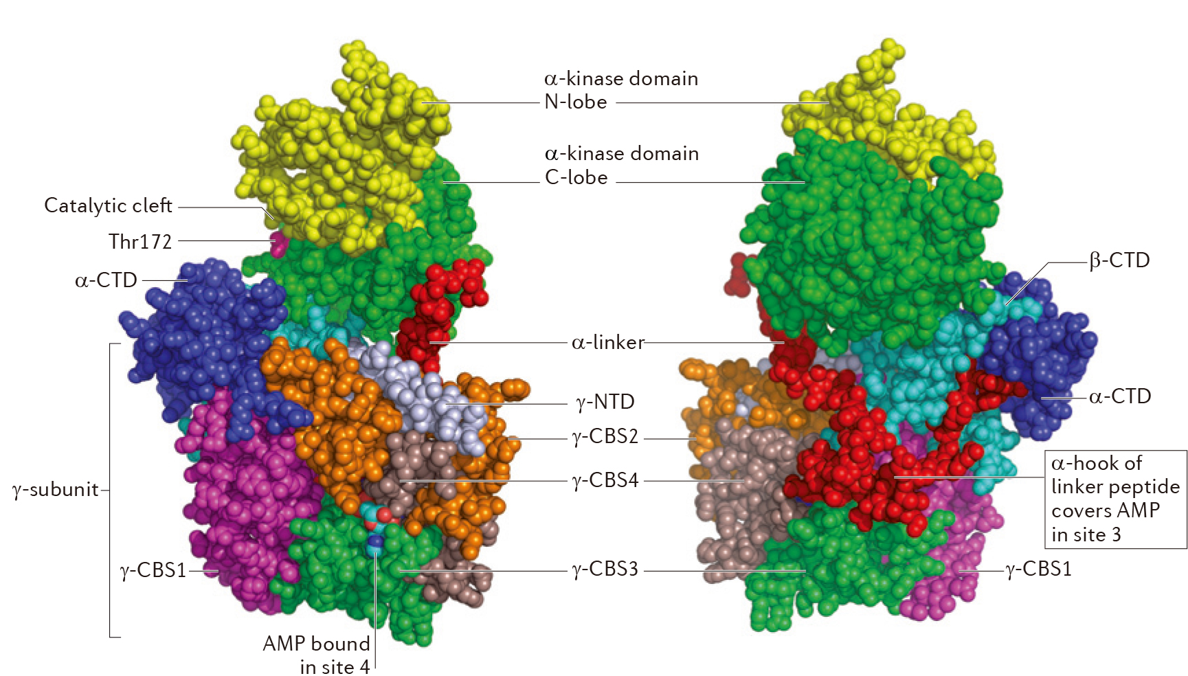 不止抗炎减肥，AMPK的功能还有“一箩筐”（源自3篇Nature子刊综述）
