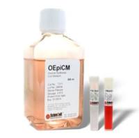 卵巢上皮细胞培养基