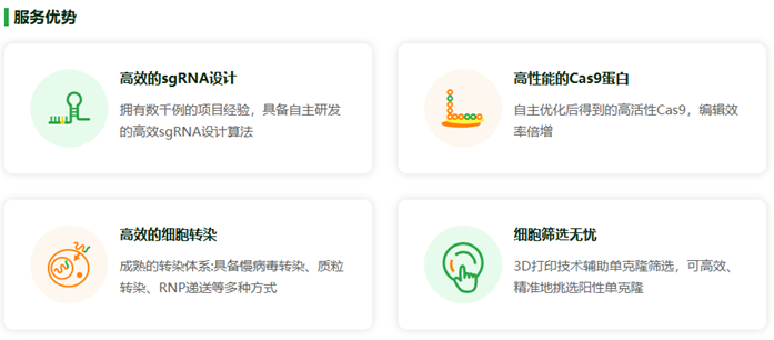 FBXO21基因敲除细胞(HEK293)