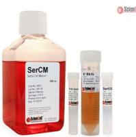 睾丸支持细胞培养基