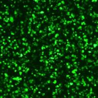 GFP空载对照慢病毒