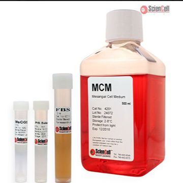 肾系膜细胞培养基