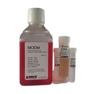 间充质干细胞-成骨细胞分化培养基