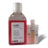 脂肪细胞培养基