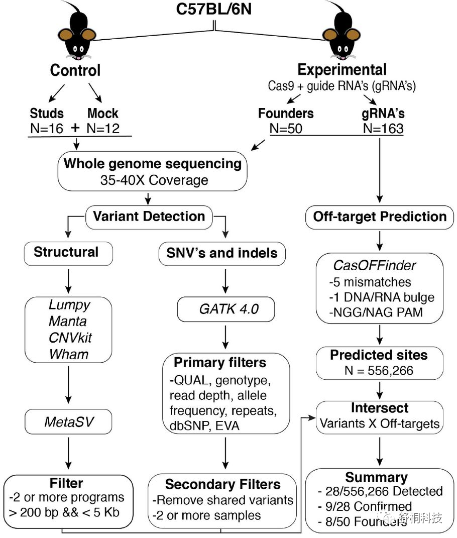 基因组脱靶检测：全面评估基因编辑风险