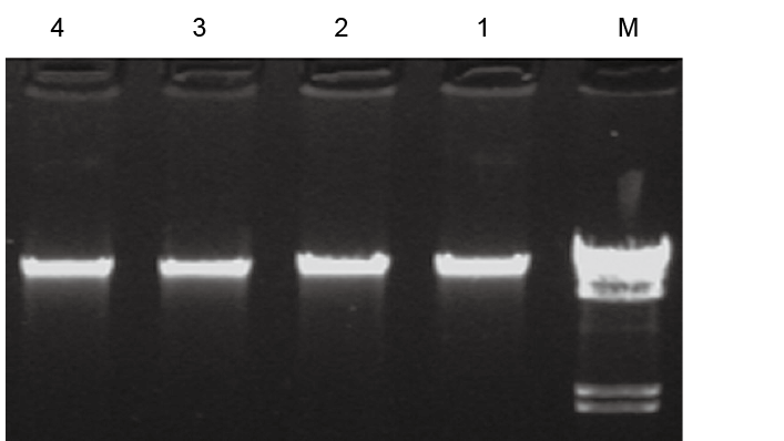 DNAsecure 新型植物基因组 DNA 提取试剂盒