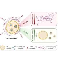 透明质酸和Lys-Pro-Val (KPV)三肽修饰的脂质纳米颗粒包载替度鲁肽