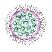 负载siRNA的LNP纳米粒被CD44抗体修饰