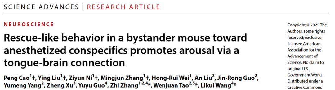 IF=11.7【客户文章】Sci Adv︱张智教授/陶文娟教授/王立奎主任医师团队揭示小鼠救助行为促进麻醉苏醒的神经环路新机制