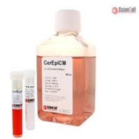 子宫上皮细胞培养基