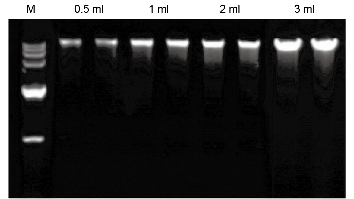 中量血液基因组 DNA 提取试剂盒