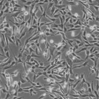 人直肠平滑肌细胞 