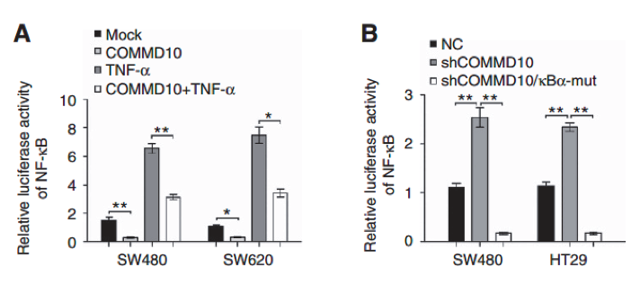 报告基因慢病毒-萤火虫荧光素酶 (Luciferase)/海