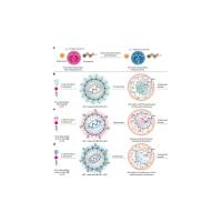 富勒烯纳米颗粒(C60)被cFlFlF肽修饰