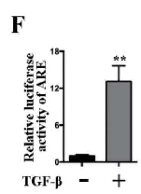 报告基因慢病毒-萤火虫荧光素酶 (Luciferase)/海