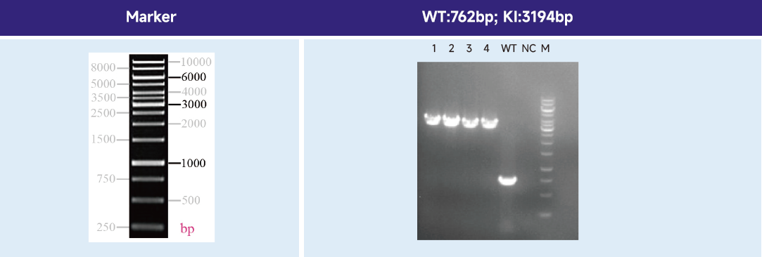 iPSC体外技术服务平台