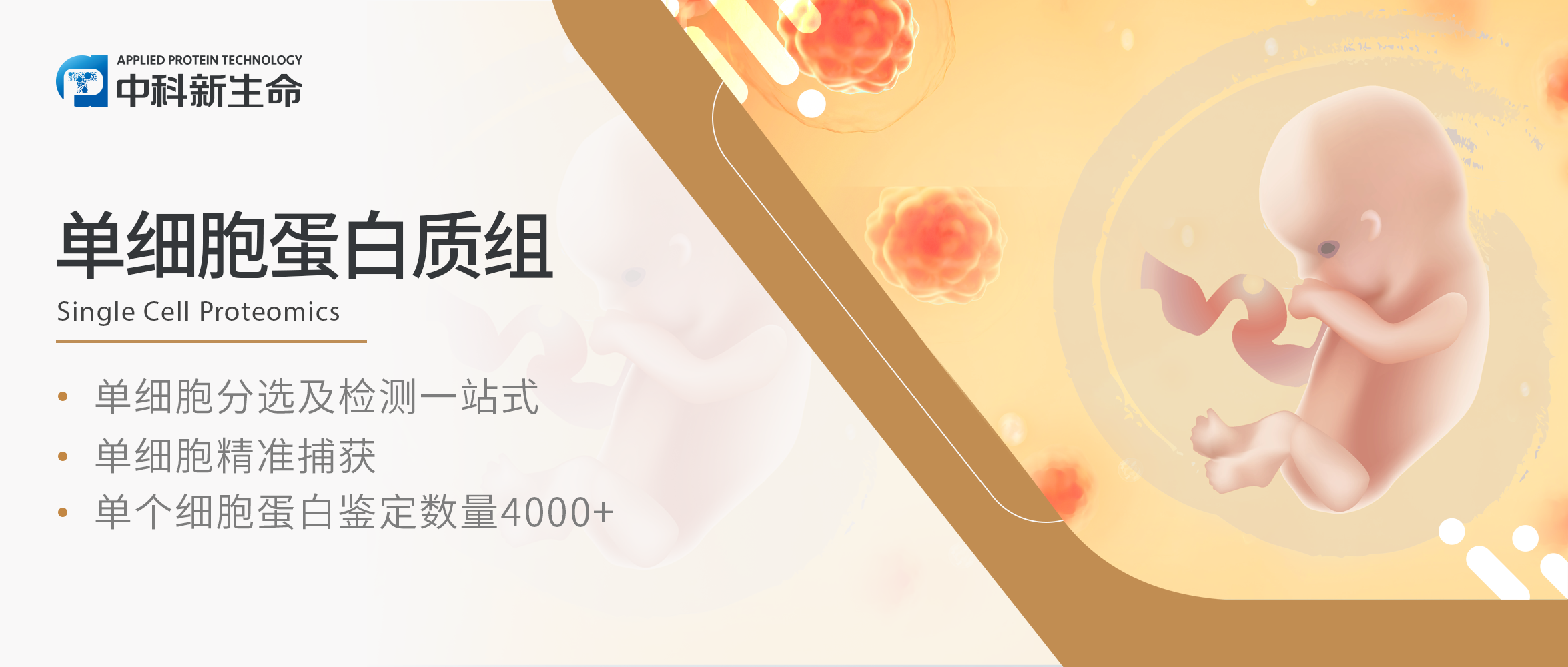 Cell署名开年红！刘真/木良善/李辰/孙怡迪/朱文成合作从蛋白质动态层面解读人类早期胚胎发育的成功与失败