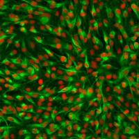 人肝内胆管上皮细胞