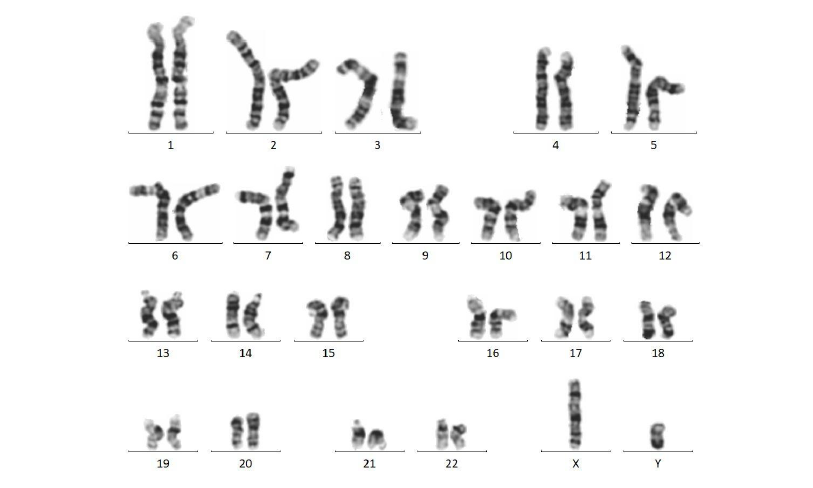 iPSC体外技术服务平台