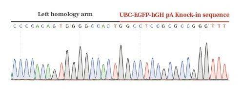 iPSC体外技术服务平台