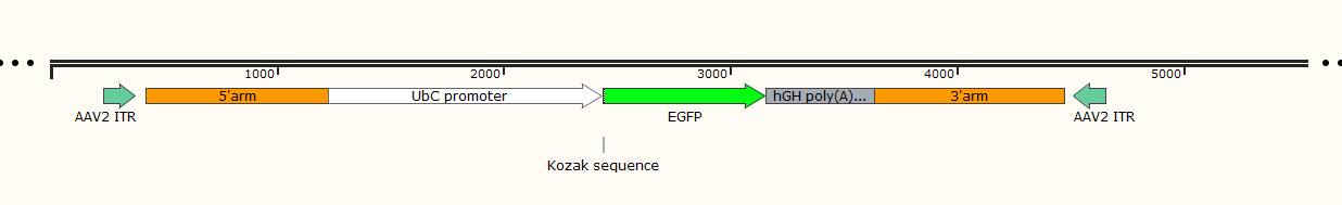 iPSC体外技术服务平台