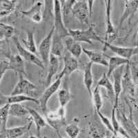 人真皮成纤维细胞-成人 (Sciencell进口)