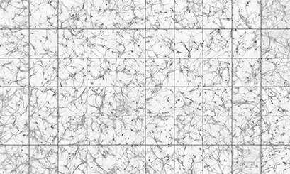 高内涵筛选:由成像到制药的华丽一跃
