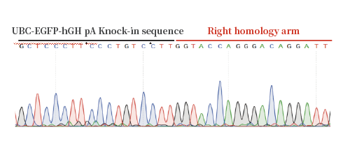 iPSC体外技术服务平台