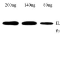 Anti-IL-6 Rabbit pAb