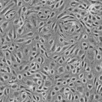 人结肠微血管内皮细胞