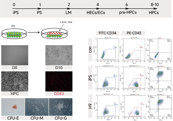 iPSC体外技术服务平台
