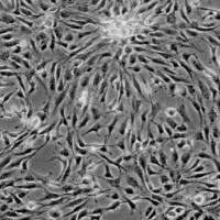 货号:(6200)人心肌细胞