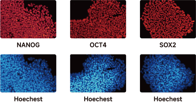 iPSC体外技术服务平台