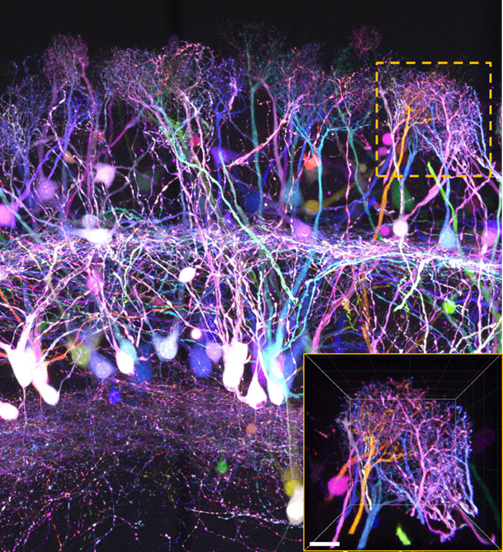 深层组织的高分辨率·高亮度分析  SeeDB2