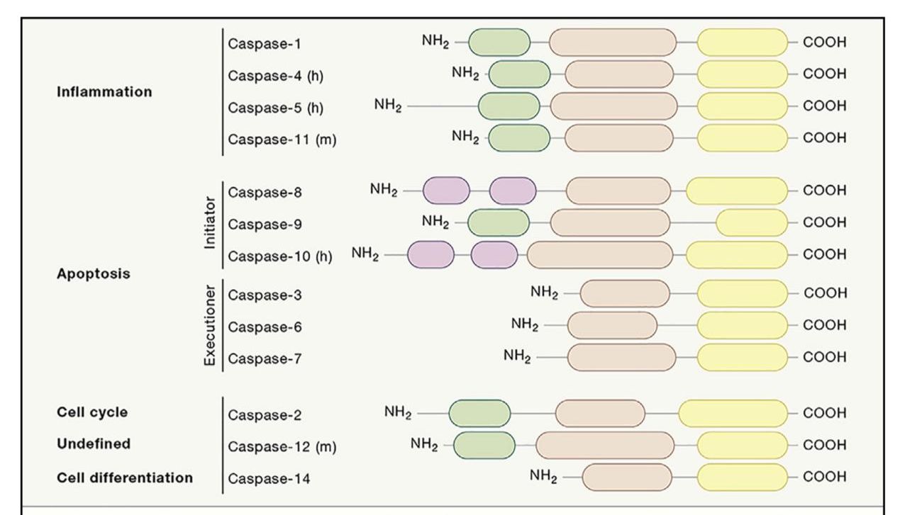 Caspase依赖的细胞凋亡一览