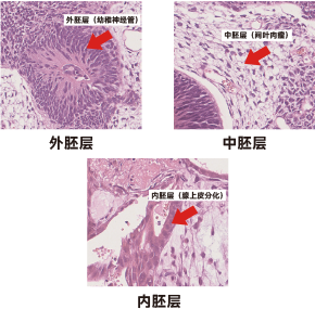 iPSC体外技术服务平台
